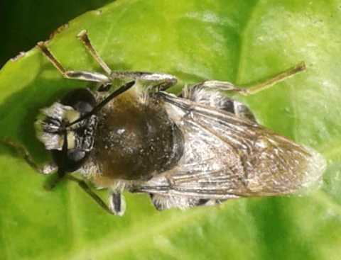 Stratiomyidae : femmina di Stratiomys cfr. longicornis?